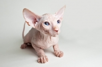 Picture of sphynx kitten looking apprehensive 