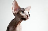 Picture of sphynx kitten looking away