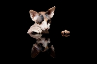 Picture of sphynx kitten looking down at reflection