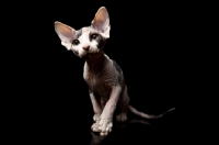 Picture of sphynx kitten looking interested