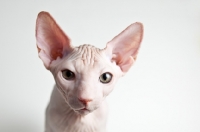 Picture of sphynx kitten looking into camera