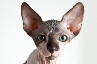 Picture of sphynx kitten looking into camera, headshot