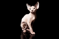 Picture of sphynx kitten looking toward camera