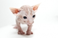 Picture of sphynx kitten looking toward camera