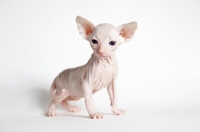 Picture of sphynx kitten looking toward camera