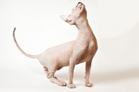 Picture of sphynx kitten looking up in profile
