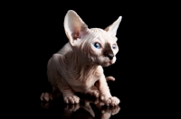 Picture of sphynx kitten on black background