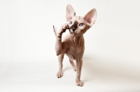 Picture of sphynx kitten raising paw