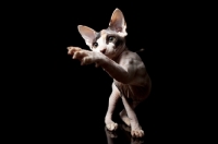Picture of sphynx kitten reaching over