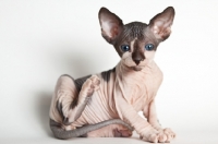 Picture of sphynx kitten scratching himself