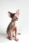 Picture of sphynx kitten sitting