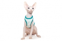 Picture of sphynx kitten wearing jumper