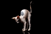 Picture of sphynx kitten with arched back