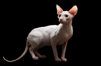 Picture of Sphynx looking aside