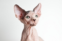 Picture of sphynx portrait