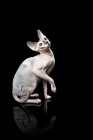 Picture of sphynx sitting on black background, one leg up