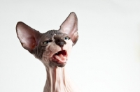 Picture of sphynx talking