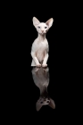 Picture of sphynx with front paws on reflection