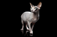 Picture of Sphynx with very green eyes standing