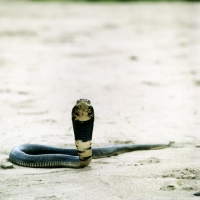 Picture of spitting cobra posed by c j p ionides in tanzania
