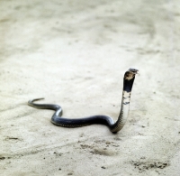 Picture of spitting cobra rearing up ready to eject venom in tanzania