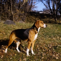 Picture of sports strimma, hamiltonstovare standing on grass