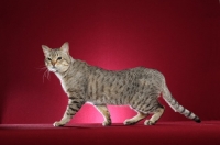 Picture of spotted Australian Mist cat side view
