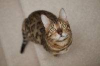 Picture of spotted Bengal cat looking up on beige carpet