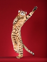Picture of spotted Bengal jumping up