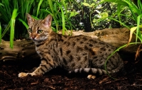 Picture of spotted bengal near a log