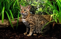 Picture of spotted bengal near greenery