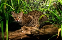 Picture of spotted bengal on a log