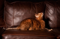 Picture of spotted Bengal on sofa