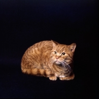 Picture of spotted red British Shorthair cat