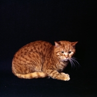 Picture of spotted red cat