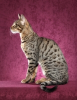 Picture of spotted Savannah cat, side view