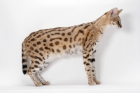 Picture of spotted Savannah cat