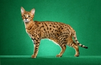 Picture of spotted Savannah on green background