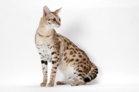 Picture of spotted Savannah, sitting on white background