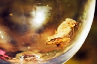 Picture of Spring Peeper in glass
