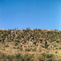 Picture of springbok  on a hill in the kalahari desert
