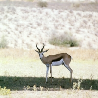 Picture of springbok looking at camera, kalahari desert