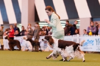 Picture of Springer Spaniel and young handler competiting in YKC competition at Crufts 2012