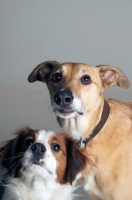 Picture of Springer Spaniel cross bred dog and lurcher