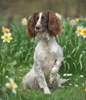 Picture of springer spaniel in springtime daffodils