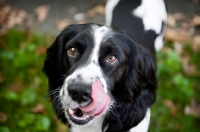 Picture of springer spaniel licking nose