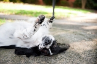 Picture of springer spaniel lying on back with paws in the air