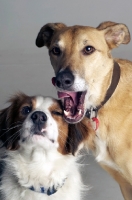 Picture of Springer Spaniel mix and Lurcher in studio