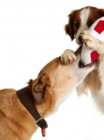 Picture of Springer Spaniel mix and Lurcher playing