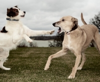 Picture of Springer Spaniel mix and Lurcher playing in garden